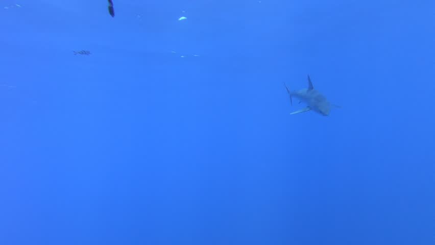 Close up Mako Shark swimming under diver in Atlantic Ocean