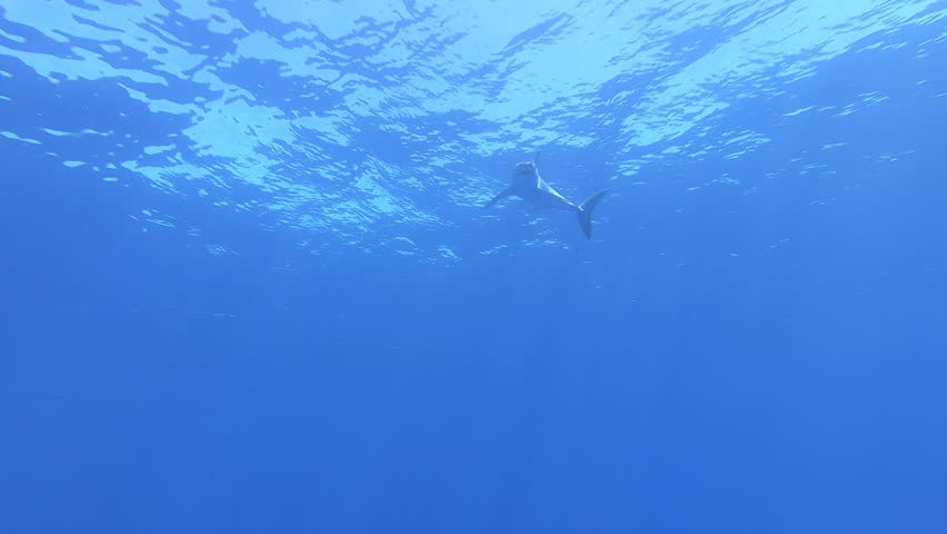 Mako and Blue Shark swimming at the surface in Atlantic Ocean