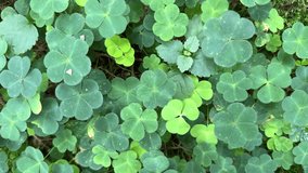 A four-leaf clover is a rare variation of the common three-leaf clover,and it is considered a symbol of good luck. - Powered by Shutterstock - Get 15% off with code: PIKWIZARD15