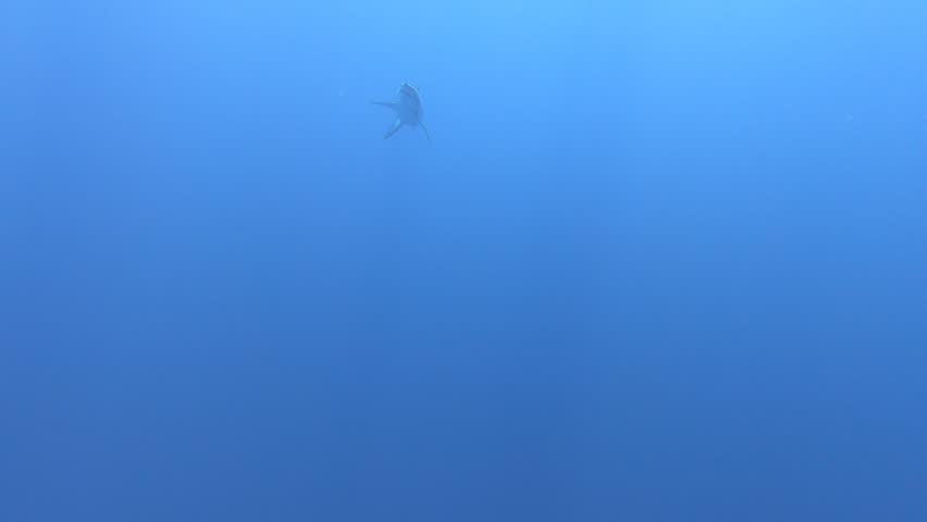 Mako and Blue Shark swimming around and under diver in Atlantic Ocean