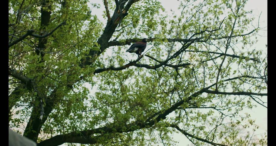 Falconer feeding hawk on gloved hand in city park