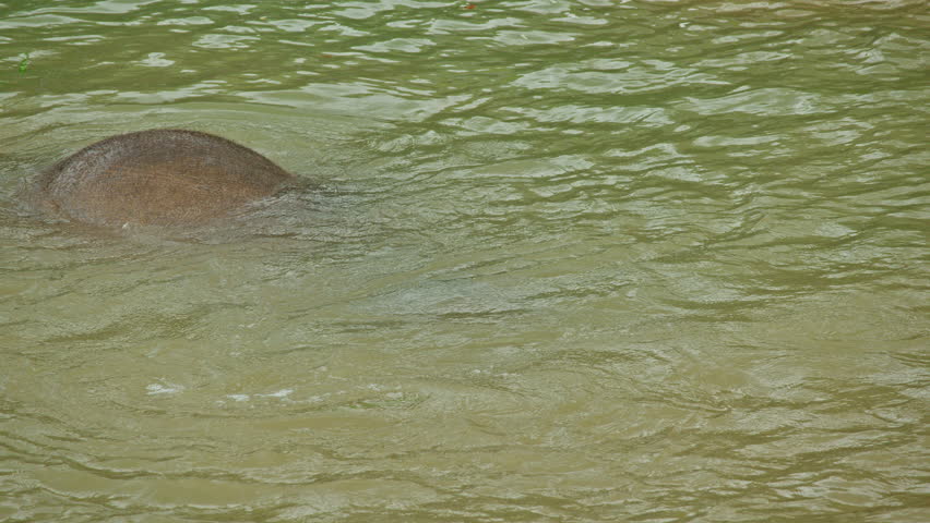 Asian elephant diving and splashing water in a shallow river, showing playful behavior in a natural tropical wildlife environment. High quality 4k footage