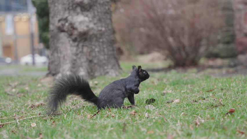 Black squirrel looking at the camera on green grass in a city park in Toronto, Canada