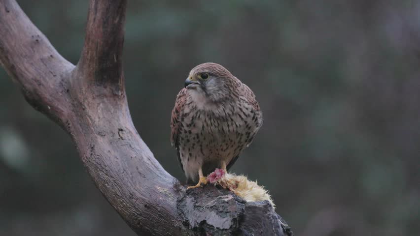 Kestrel feeding perched on a branch