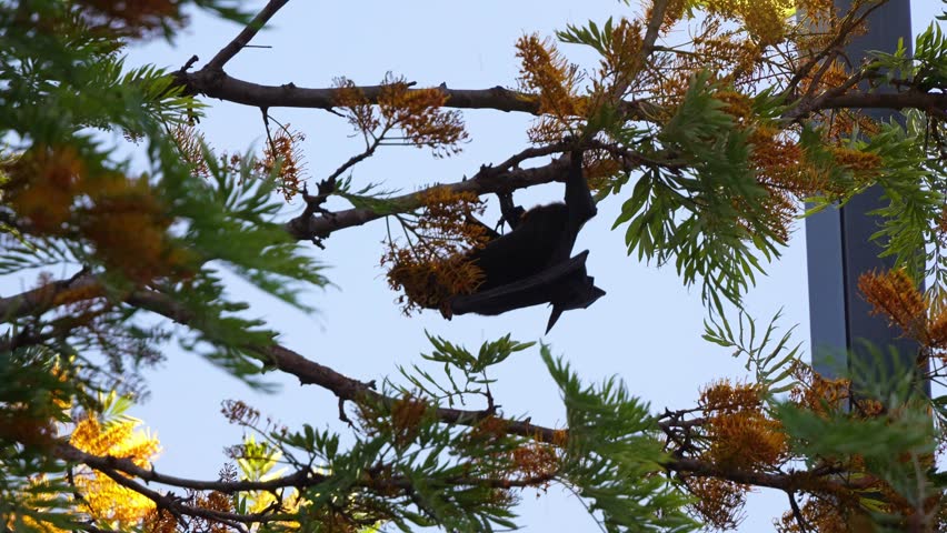 A bat hanging upside down in a tree, actively feeding on the nectar from a silky oak tree at dusk, maneuver along branches, close up shot.