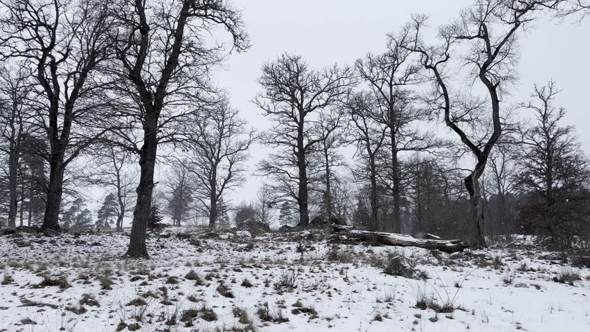 Nature and landscape video of winter in Sweden. Snow and trees in the forest.
