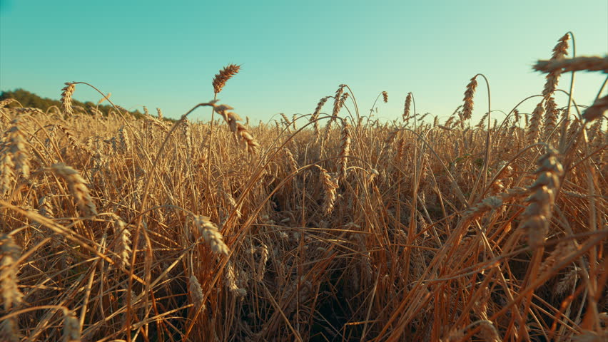 A Golden Wheat Field bathed in Sunlight creates a beautiful and serene landscape