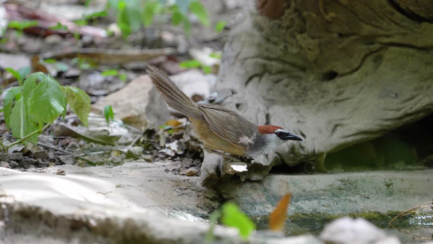 Chestnut-capped Babbler (Timalia pileata) in pond  birdwatching in natural habitat	