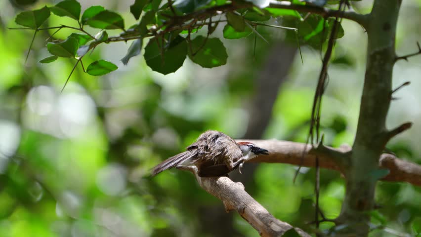 Chestnut-capped Babbler (Timalia pileata) on branch birdwatching in natural habitat	
