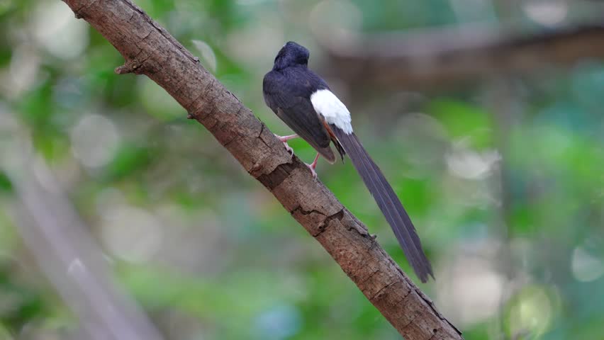 White Rumped Shamabird standing on a branch birdwatching in the forest	