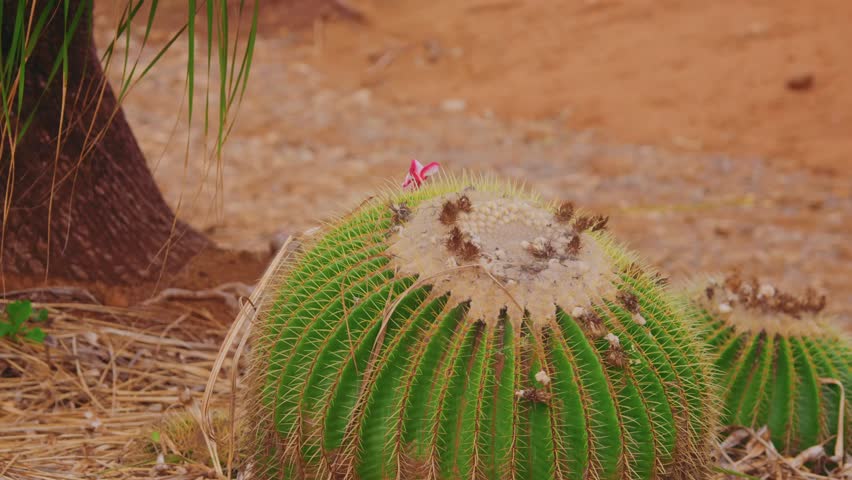 Footage of a large, spherical golden barrel cactus (Echinocactus grusonii or Echinocactus platyacanthus) growing in the arid landscape of the Koko Crater Botanical Garden in Honolulu, Oahu, Hawaii.