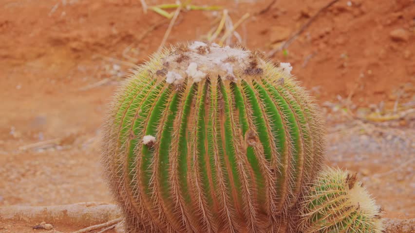 Footage of a vibrant green and yellow golden barrel cactus (Echinocactus grusonii) with small white flowers on top, growing in the arid, reddish-brown soil of the Koko Crater Botanical Garden in Honol