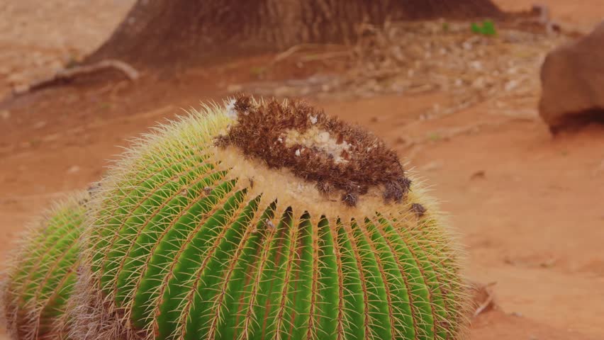 Close-up footage of a large golden barrel cactus (Echinocactus platyacanthus) with dried flowers at its apex, growing in the arid, volcanic landscape of the Koko Crater Botanical Garden in Honolulu, O