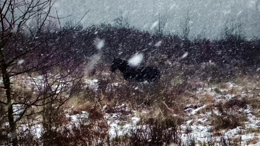 Graceful Black Horse Running Through Heavy Snowfall In Winter Field, Majestic Black Horse Moving During Intense Snowy Weather, Natural Wildlife Scene With Black Horse In Storm, Cold Winter Day With Snowfall Over Wild Meadow, Snowy Weather Blizzard Impacting Animal, Snowfall Landscape, Snowy Weather