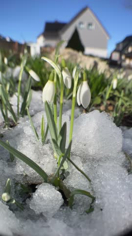 Beautiful European Plant Snowdrop in The Snow. The end of winter and the beginning of spring in Germany. White flowers in the green garden.