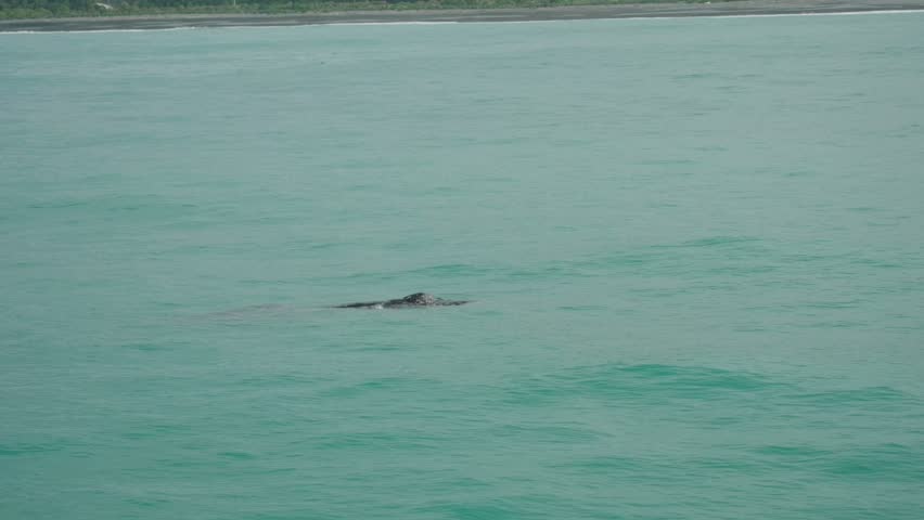 A spotted whale is partially emerging from the water, as seen through a telephoto lens from a boat, not far from shore. the green coast can be seen in the background. a 4K clip. Kaikoura, New Zealand.
