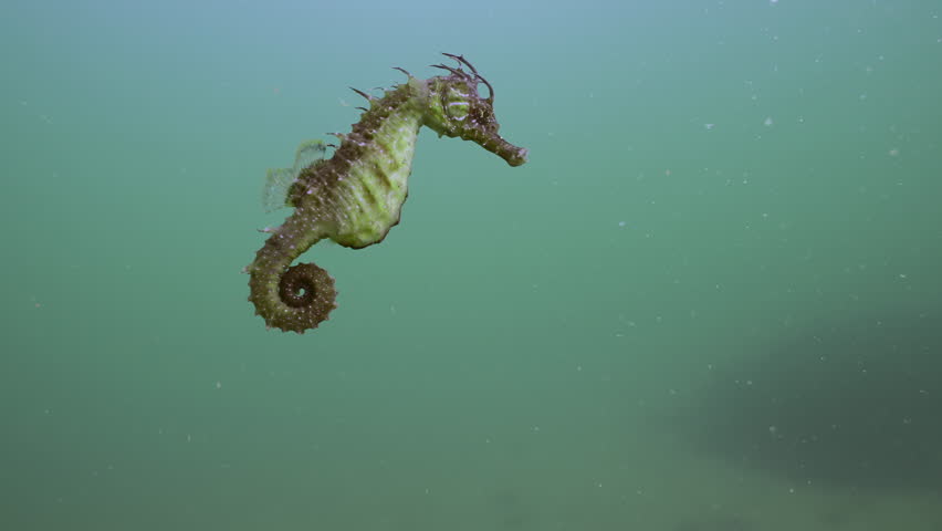 Close-up of beautiful Seahorse swimming in the water colum, Slow motion