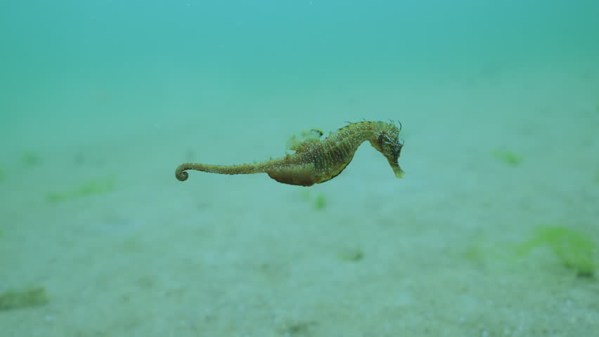 Pregnant male Long Snouted Seahorse slowly swims over sandy bottom, Slow motion