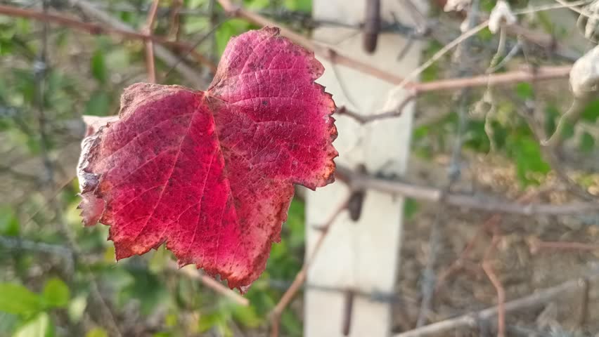 Red and pink leaves on tree branches moving gently in natural outdoor environment.