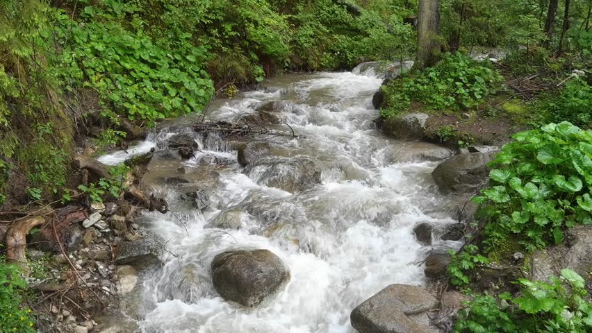 Mountain river running running through lush green forest