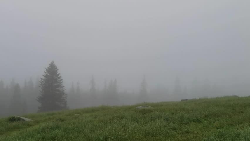 Fog over a lush green mountain meadow