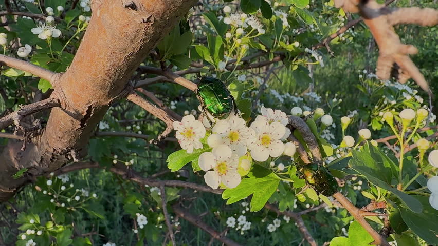 Golden Rose Chafer Beetle on White Spring Blossoms