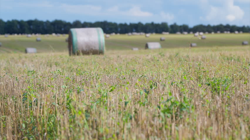 Beautiful scenic field filled with hay bales set against a bright blue sky on a sunny day