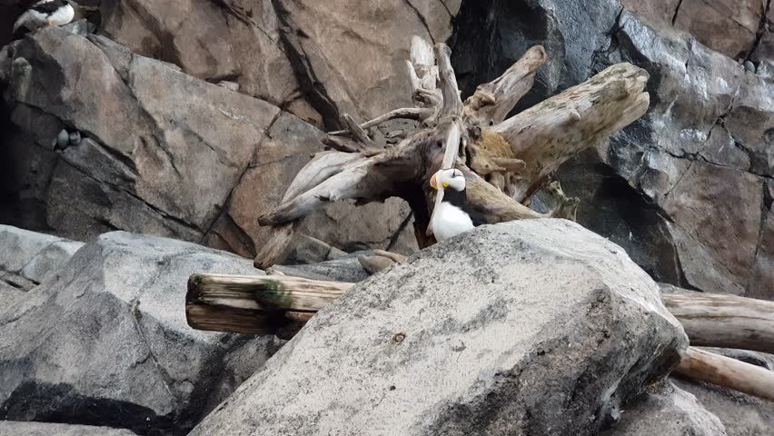 Tufted puffins flying and swimming around in the Alaska SeaLife Center