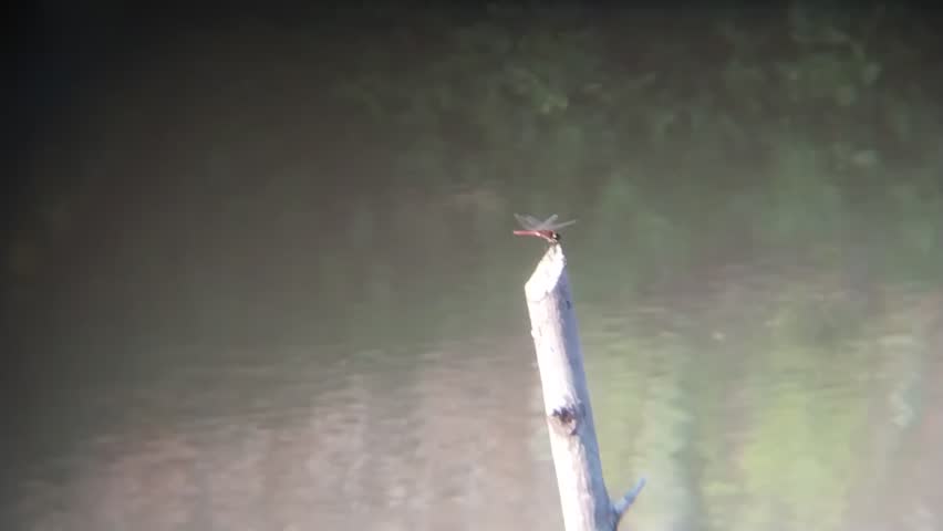 A mesmerizing close-up of a red dragonfly gracefully perched on a small wooden stick emerging from the calm waters of a river or stream. The gentle movement of the water and the stillness of the insect create a captivating nature scene