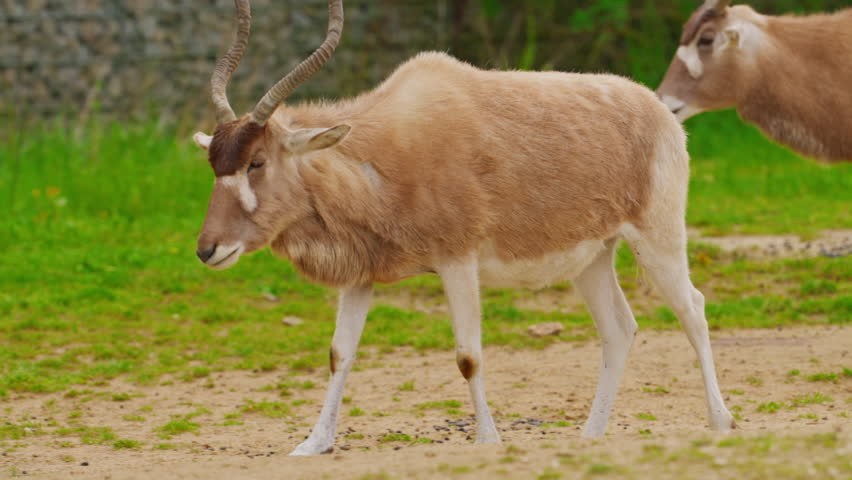 Close-up of Addax antelopes with their distinctive horns and coat patterns