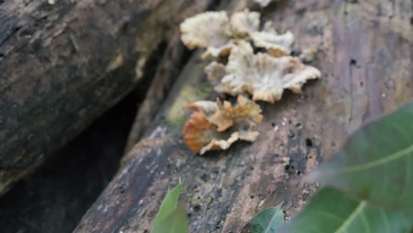 Bracket fungus, Schizophyllum commune or split gill fungus growing on dead tree trunk. Howrah, West Bengal, India.
