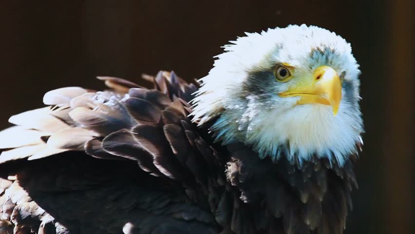 Majestic eagle perched in its natural habitat, showcasing the power and grace of a bird of prey. Wildlife scene highlighting sharp vision, strong wings, and natural behavior of this protected raptor species in a peaceful outdoor environment.