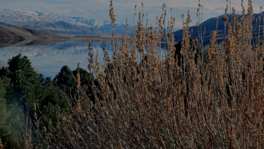 Autumn reeds and golden grass in foreground, calm lake reflecting snowy mountains and hills, green trees on edge, blue cloudy sky, serene Topaz Lake, Nevada–California panoramic landscape.