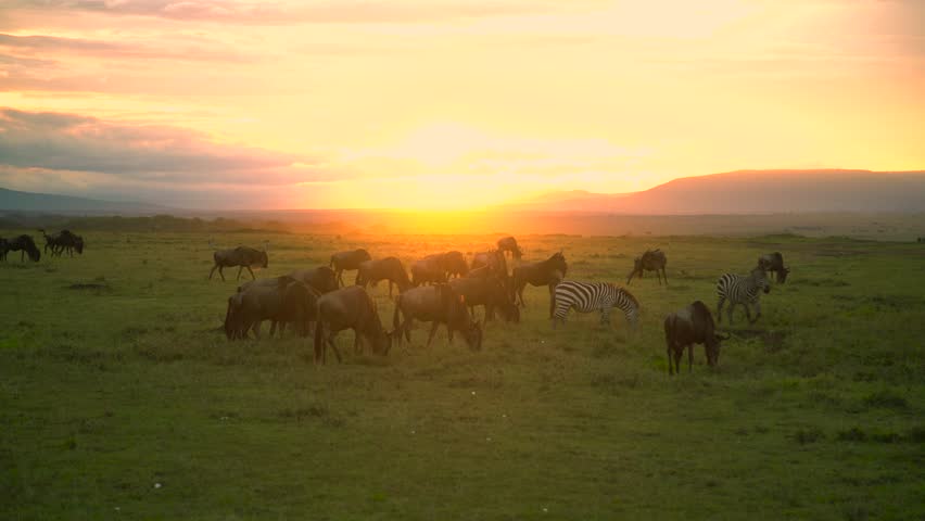A herd of Gnus (wildebeest) and zebras grazing on the open savanna during a dramatic golden sunset, Maasai Mara, Kenya.