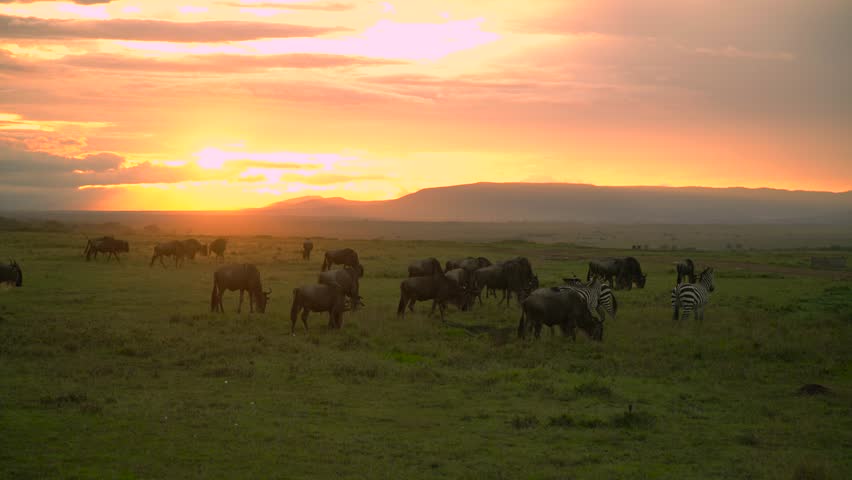 Wildebeest and zebras graze together on the savanna grassland at sunset, with distant hills silhouetted against the orange sky. Maasai Mara, Kenya.