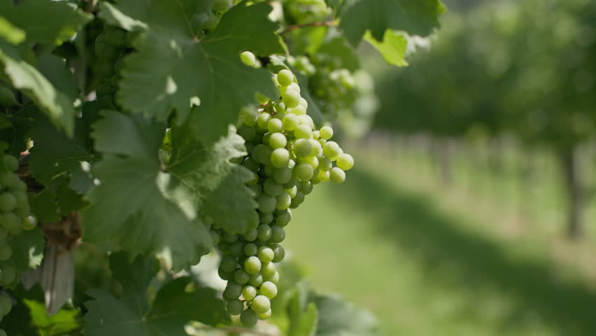 Green grapes ripen on the vines in summer. Vineyards and winemaking.