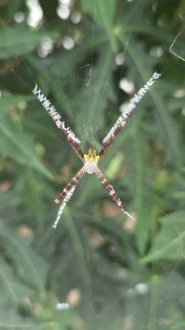 Stunning macro of Argiope appensa spider on its web with zigzag stabilimentum patterns, isolated on natural green foliage background. Exotic tropical arachnid in garden ecosystem