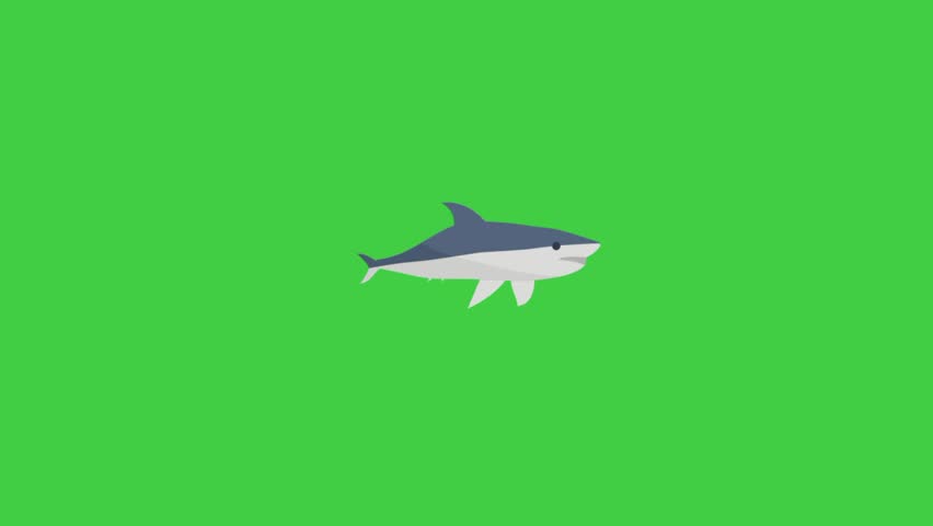 Shark animation, sea animals, wildlife, underwater, green background 