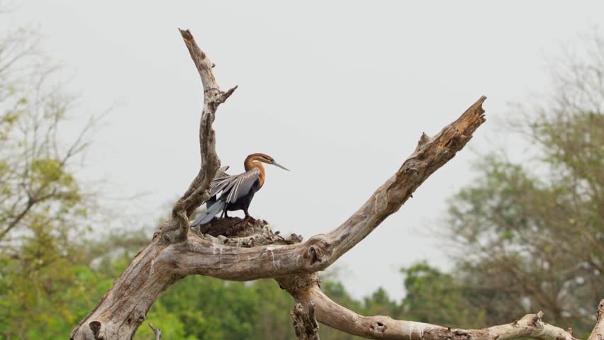Goliath Heron Flew Away From The Branch Of Tree In Murchison Falls National Park, Uganda. - tracking shot