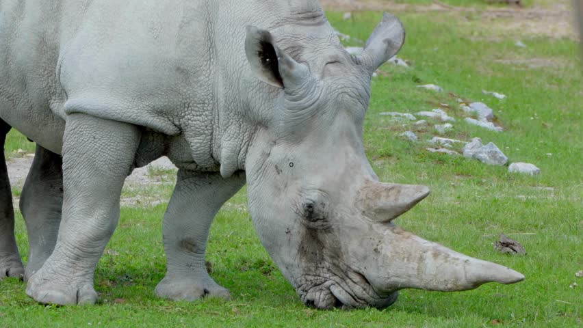 Rhinoceros eating grass beautiful scene full HD video