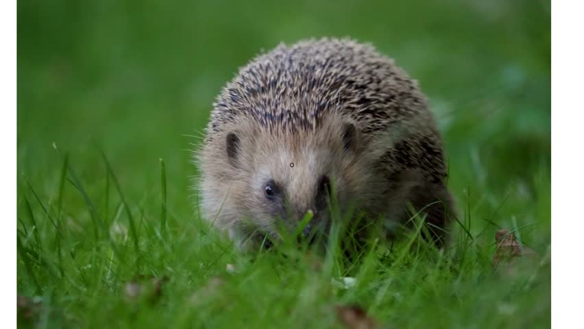 Hedgehog walking on the ground beautiful scene full HD video