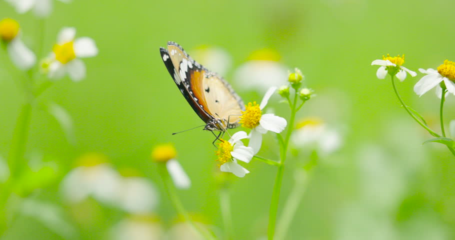 Slow motion scene. Monarch butterfly on flower, taking off and flying away in slow motion. 4K. High quality video DCI4K ProRes422.