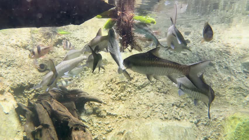 Underwater wide shot of tinfoil barbs and clown loaches swimming near riverbed rocks and driftwood