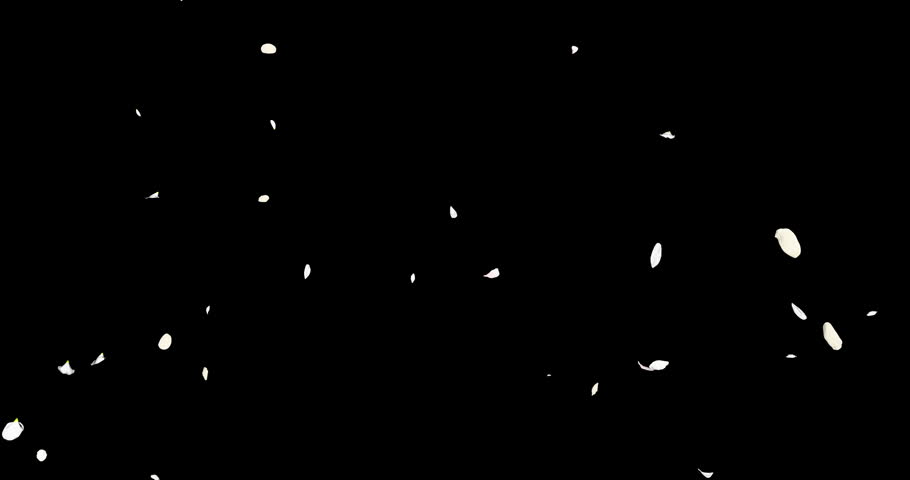 White flower petals sway in the wind. Isolated on black background. 4K 3D rendering loop animation.