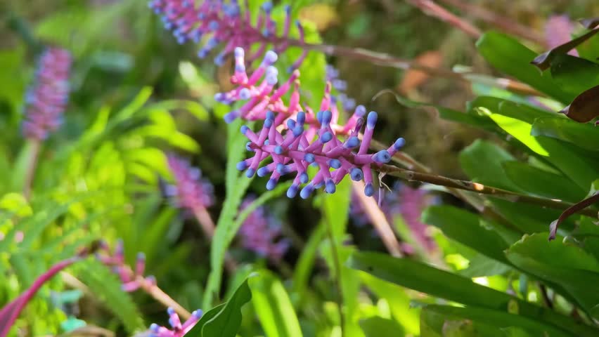 Aechmea fendleri in the garden
