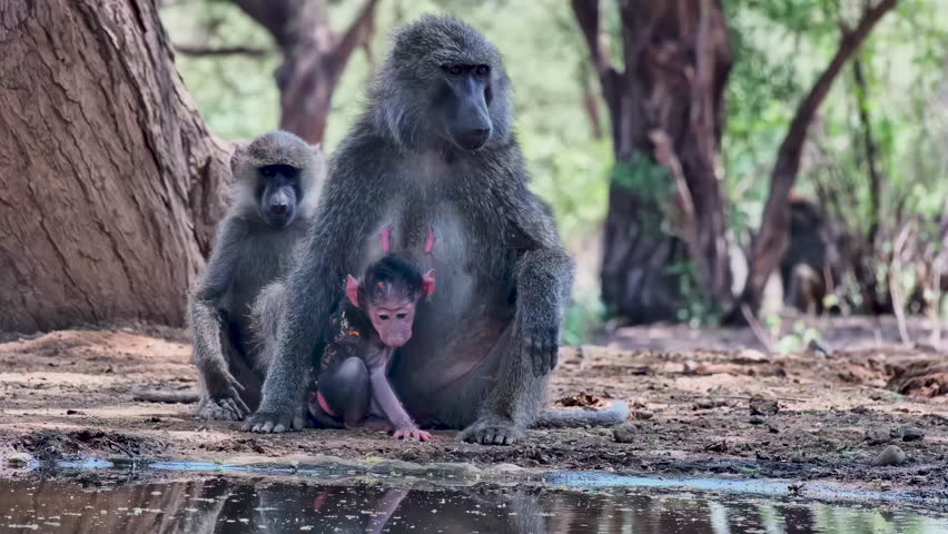 A heartwarming portrait of a baboon family with a tiny newborn at a watering hole.