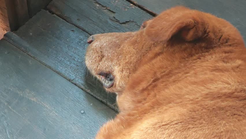 Close up face of a brown dog lay sleeping on the wooden floor.
