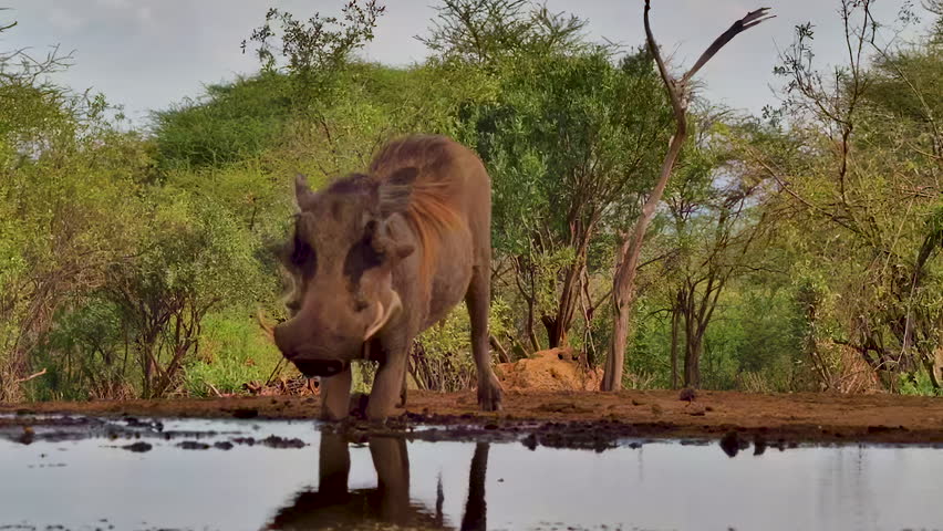 A closeup of a wild warthog that stands reflected in a scenic watering hole in the African bush.