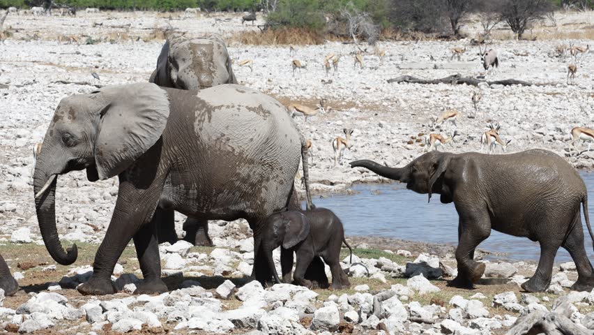 Baby african elephant with mother in Etosha National Park, Namibia