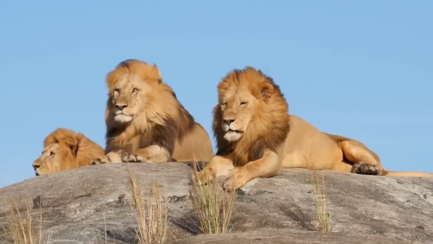 A pride of three lions sitting atop a granite kopje, looking over the vast plains of the Serengeti.